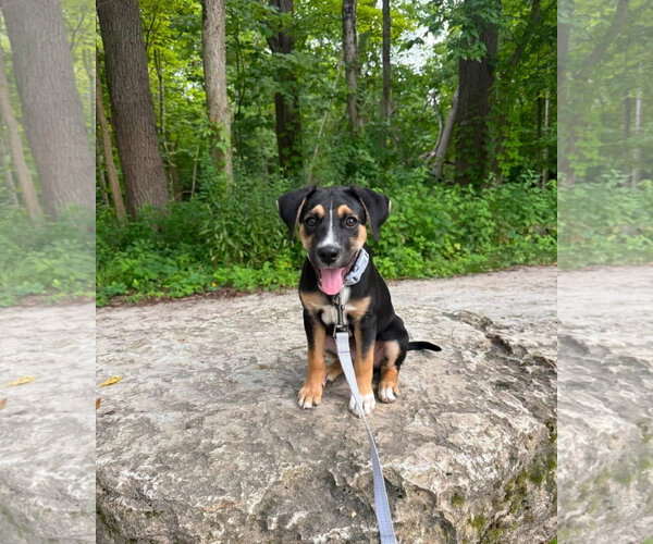 Medium Photo #4 Aussiedor Puppy For Sale in Germantown, OH, USA