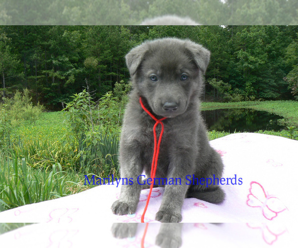 Medium Photo #3 German Shepherd Dog Puppy For Sale in PIEDMONT, MO, USA
