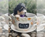 Small Photo #4 Miniature Bernedoodle Puppy For Sale in CENTRALIA, IL, USA