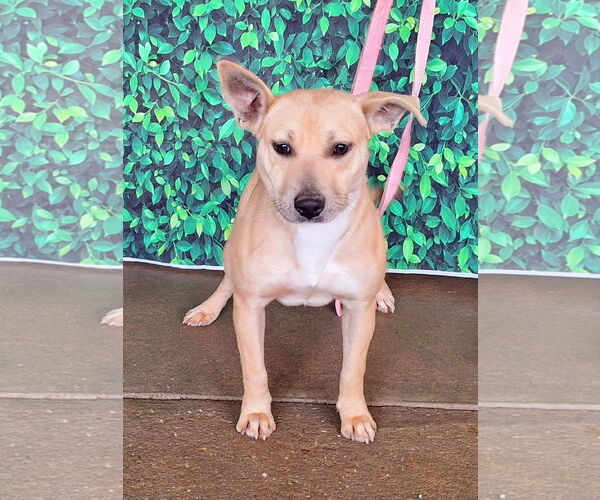 Medium Photo #1 American Pit Bull Terrier-Unknown Mix Puppy For Sale in Wetumpka, AL, USA