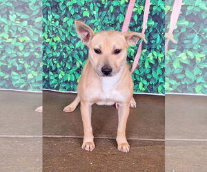 American Pit Bull Terrier-Unknown Mix Dogs for adoption in Wetumpka, AL, USA