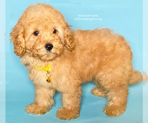 Poodle (Toy) Puppy for sale in BREA, CA, USA