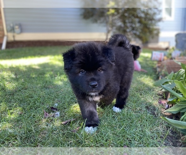 Full screen Photo #6 Akita Puppy For Sale in GREELEY, CO, USA