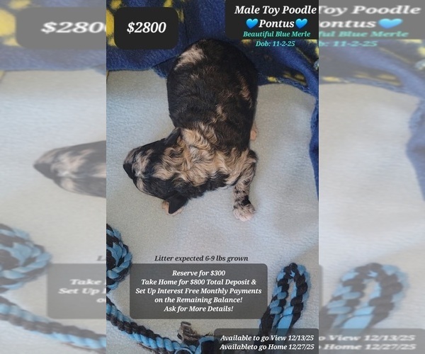 Medium Photo #2 Poodle (Toy) Puppy For Sale in TUCSON, AZ, USA