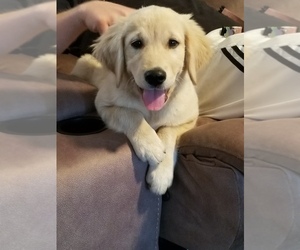 Golden Retriever Puppy for sale in POST FALLS, ID, USA