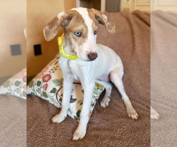 Medium Photo #4 Treeing Walker Coonhound-Unknown Mix Puppy For Sale in Rockaway, NJ, USA