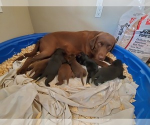 Mother of the Labrador Retriever puppies born on 11/21/2019