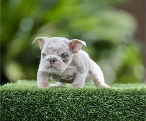 English Bulldog Puppy for sale in NEW ORLEANS, LA, USA