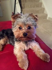 Yorkshire Terrier Puppy for sale in GROVETOWN, GA, USA
