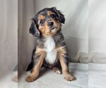 Small Photo #12 Cavalier King Charles Spaniel-Miniature Australian Shepherd Mix Puppy For Sale in GILBERT, AZ, USA