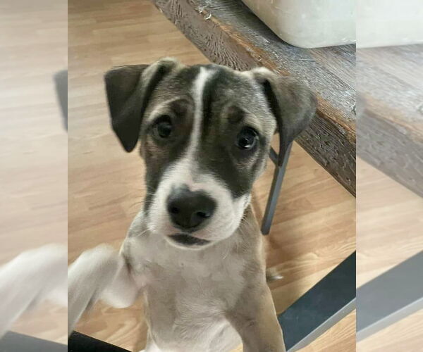 Medium Photo #2 Labrador Retriever-Unknown Mix Puppy For Sale in Jefferson, NJ, USA