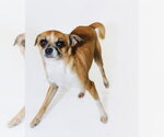 Small Photo #2 Chihuahua-Unknown Mix Puppy For Sale in York, SC, USA