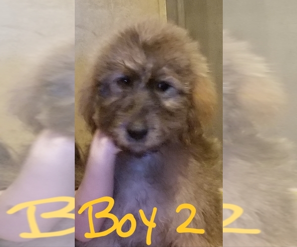 Medium Photo #7 Pyredoodle Puppy For Sale in PAWNEE, OK, USA
