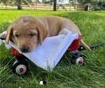 Puppy Ian Labrador Retriever