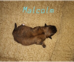Mal-Shi Puppy for sale in CHANUTE, KS, USA