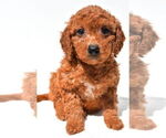 Small #13 Goldendoodle mix (+ Poodle Miniature)