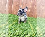 Small Photo #25 French Bulldog Puppy For Sale in BIRMINGHAM, AL, USA