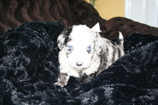 Aussie-Poo Puppy for sale in DOWELLTOWN, TN, USA