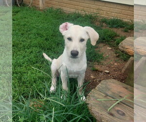 Labrador Retriever-Unknown Mix Dogs for adoption in Coldwater, MI, USA