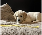 Small Photo #8 Labradoodle Puppy For Sale in COBB, WI, USA
