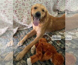 Golden Retriever Dogs for adoption in Bonita Springs, FL, USA