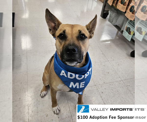 Medium Photo #2 Mutt Puppy For Sale in Fargo, ND, USA