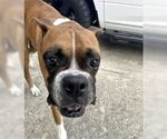 Small #1 Boxer