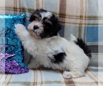 Small #1 Havanese