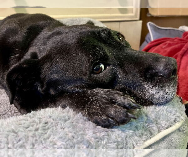 Medium Photo #27 Boxer-Unknown Mix Puppy For Sale in Mount Laurel, NJ, USA