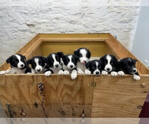 Border Collie Litter for sale in KANSAS CITY, MO, USA