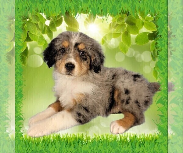 Medium Photo #13 Bernedoodle (Miniature) Puppy For Sale in BLACK FOREST, CO, USA