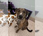 BALOO - Male Catahoula Leopard Dog-Staffordshire Bull Terrier Mix Dog for Adoption - Small photo