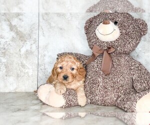 Goldendoodle (Miniature) Puppy for sale in CLEVELAND, NC, USA