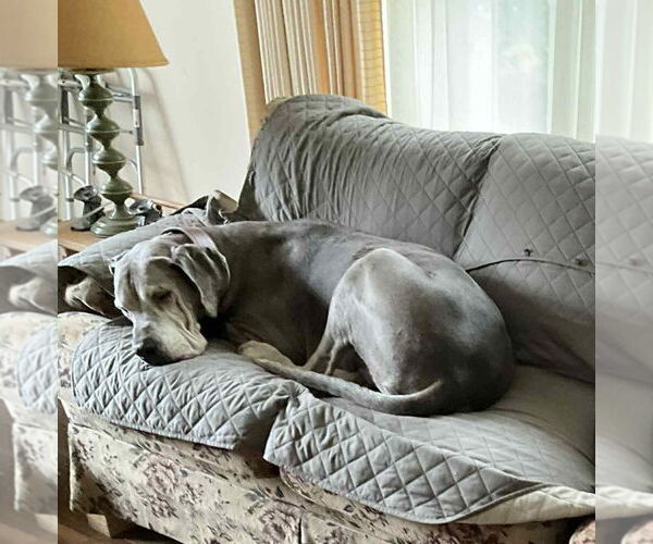 Medium Photo #3 Great Dane Puppy For Sale in Huntersville, NC, USA