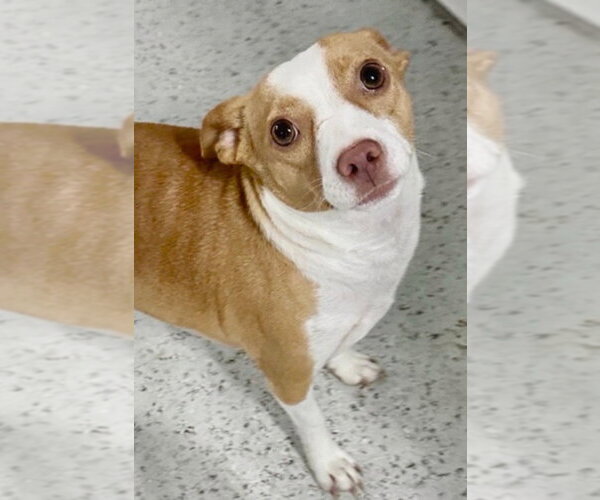 Medium Photo #4 Rat Terrier-Unknown Mix Puppy For Sale in Canton, CT, USA