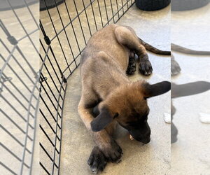 Elements Litter - Radon - Located in New Jersey - Male Mutt Dog for Adoption - Photo #4