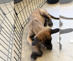 Small Photo #4 Mutt Puppy For Sale in Imlay City, MI, USA