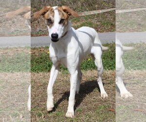 Greyhound-Unknown Mix Dogs for adoption in Prattville, AL, USA