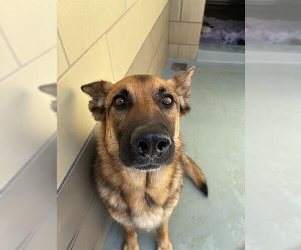 Medium Photo #2 German Shepherd Dog Puppy For Sale in Riverside, CA, USA