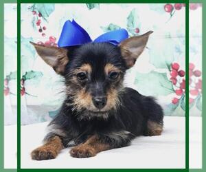 Chihuahua-YorkiePoo Mix Puppy for sale in TAYLOR, TX, USA