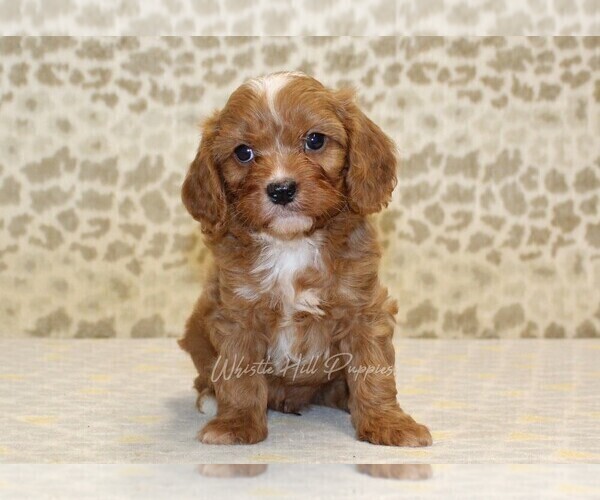Medium Photo #3 Cavapoo Puppy For Sale in DENVER, PA, USA