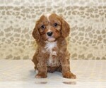 Small #2 Cavapoo