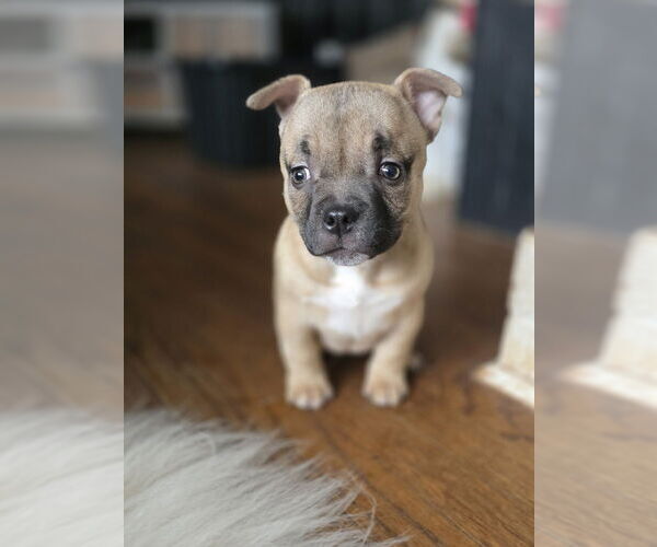 Medium Photo #4 American Staffordshire Terrier-Bulldog Mix Puppy For Sale in Raleigh, NC, USA