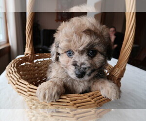 Aussie-Poo Puppy for sale in LOUISVILLE, KY, USA