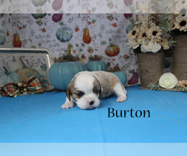 Medium Photo #5 Cavalier King Charles Spaniel Puppy For Sale in CHANUTE, KS, USA