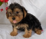 Small #4 Yorkshire Terrier