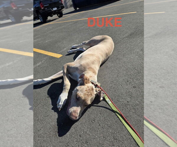 Medium Photo #3 Great Dane Puppy For Sale in Foristell, MO, USA