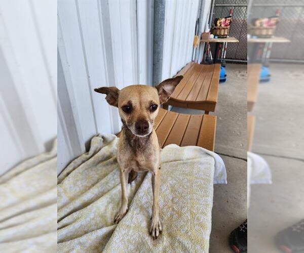 Medium Photo #1 Chihuahua Puppy For Sale in Bakersfield, CA, USA
