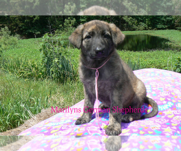 Medium Photo #4 German Shepherd Dog Puppy For Sale in PIEDMONT, MO, USA