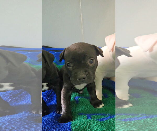 Medium Photo #5 Boxer-Unknown Mix Puppy For Sale in Estherville, IA, USA